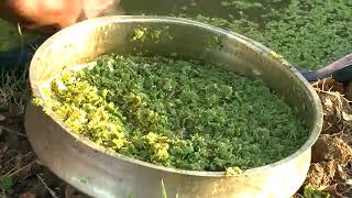 Azolla feed cultivation full details and simple method of farming [upl. by Lichtenfeld]