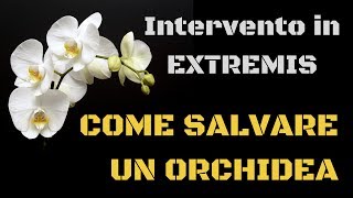 Come salvare unorchidea  tutorial intervento in extremis [upl. by Nerty]