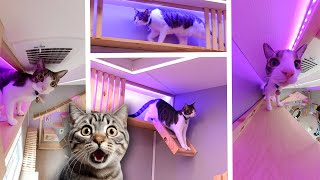 DIY Cat Wall Shelf StepbyStep Tutorial [upl. by Ttenaj]