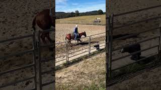 Training horses [upl. by Lobell]