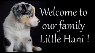 Introducing Hani  My lovely Puppy Border Collie  Birth to 2 months [upl. by Aknahs]