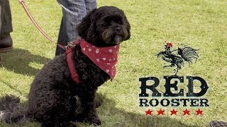 The RED ROOSTER festival promo 2018 ft Eli Paperboy Reed BOPFLIX [upl. by Santos]