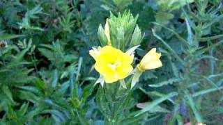 Evening Primrose Oenothera biennis flower opening in real time [upl. by Alger]