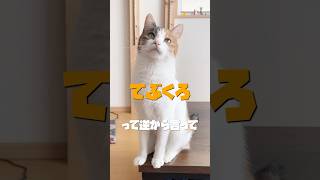 【猫】手袋を反対から言うと…ねこ三毛猫ロシアンブルー反撃 [upl. by Fulton]