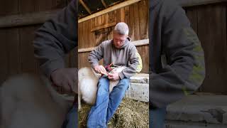 ear tagging a goat with scrapie tag to take to the sale barn 3224 [upl. by Nelyaw]