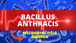 BACILLUS ANTHRACIS  MICROBIOLOGIA MÉDICA 4 [upl. by Nats182]