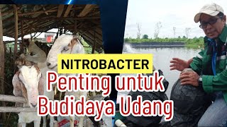 Cara mudah membuat NITROBACTER [upl. by Filippa]