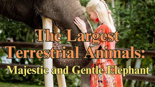 The Largest Terrestrial Animals Majestic and Gentle Elephant  Horizons視野  wildlife  animals [upl. by Chamberlain]