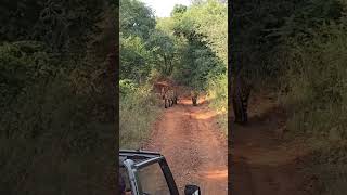 Ranthambhore National Park [upl. by Akerley]