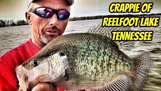 CRAPPIE OF REELFOOT LAKE Greatest Moments with the Legends [upl. by Oramlub]