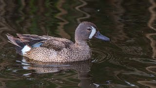 Waterfowl Season Preview 2023  NDGF  09142023 [upl. by Ahsa363]