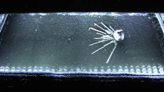 Am241 in the Cloud chamber 1080p [upl. by Avad]