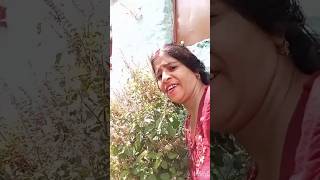 Tulsa Tulsa Sulsa तुलसा तुलसा welcm nature hindugreeting love pauri uttarakhand videoblog [upl. by Inva]