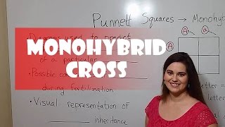 Punnett Squares  Monohybrid Cross [upl. by Erdna]