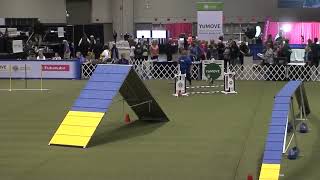 2022 AKC Agility Invitationals  Kaze Standard Run [upl. by Elleinaj]