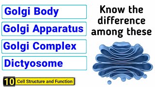 Golgi body  Golgi apparatus  Golgi complex  Dictyosome  J Biology [upl. by Chrisoula4]