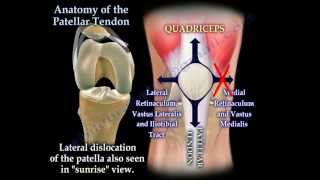 Anatomy Of The Patellar Tendon  Everything You Need To Know  Dr Nabil Ebraheim [upl. by Nlycaj298]