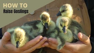 How to Raise Goslings [upl. by Hickey969]