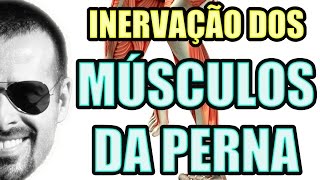 Vídeo Aula 125  Sistema Nervoso  Anatomia Humana  Inervação dos Músculos da Perna e Panturrilha [upl. by Rowe723]