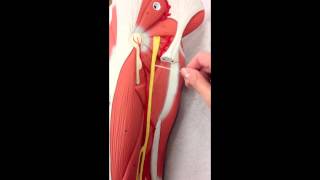 Sacral Plexus Anatomy on Model Plus the Femoral Nerve [upl. by Bible]