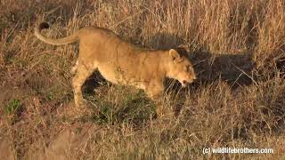 Magical Sunrise in Maasai Mara Lion Cubs Play as Hot Air Balloons Soar Overhead [upl. by Gruver]