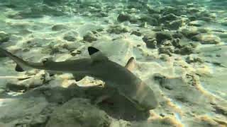 FOLLOWING THE BLACK TIP REEF SHARK IN KOMODO PARK SNORKELING SPOT [upl. by Gnuj]