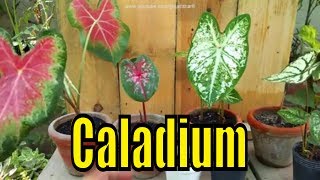 How to Grow Caladium Plant  Summer Season K Plants  Caladium Bulbs [upl. by Marwin]