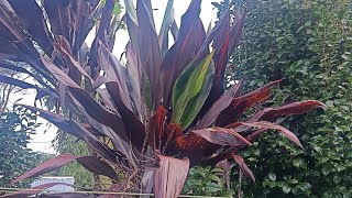 Cordyline propagation process [upl. by Yhtur]