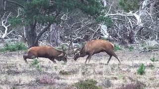 Burlende en vechtende edelherten Hoge Veluwe bronst [upl. by Azar888]