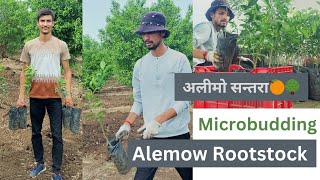 🍊Alemow Rootstock Microbudding Orange 🍊 Part  2 New Plantation 🌳 [upl. by Ecnarolf]