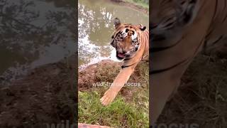 Tiger Growl at Photographer in The Gypsy  Close Encounter with Tiger in Tadoba shorts [upl. by Berlyn]