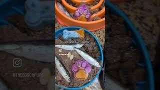 Home made frozen dog treats Taste testing dogenrichment homemadedogfood dogmomlife [upl. by Magnolia]