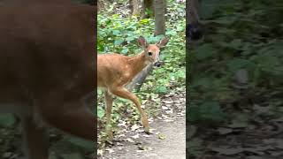 Whitetailed deer cute whitetaileddeer minnesotawildlife naturecenter [upl. by Gerri]