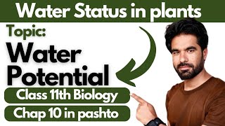 Water Status in plants  Water Potential in pashto  Class 11th bio chap 10 [upl. by Marra]