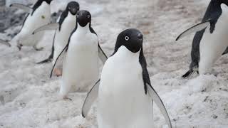 Adelie Penguins Walking [upl. by Aileahcim]