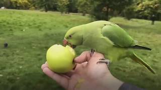 How to get covered in parakeets in London [upl. by Gone]