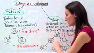 19 Sciences 9e Modes division cellulaire [upl. by Noral580]