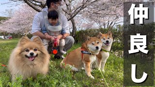 半年ぶりにポメラニアンと過ごす柴犬、ご飯を盗みこたつで一緒に寝る [upl. by Wende]