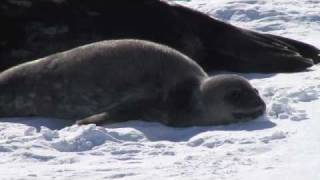 Jen Mannas Antarctica Weddell Seal Researcher [upl. by Odawa]