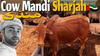 Sharjah Livestock Market  Cow Mandi 2024  Bakhra Mandi UAE [upl. by Llien]