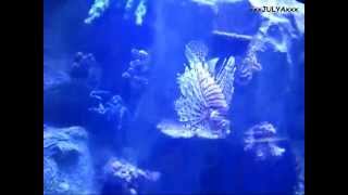 Antalya Aquarium Turkey  Аквариум в Анталии Турция 2013 [upl. by Cirle]