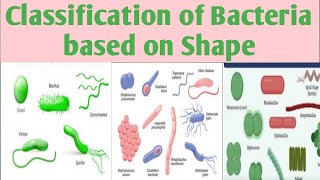 Classification of BacteriaBased upon ShapeMorphology B Pharm 3 sem classificationofbacteria [upl. by Collimore]