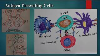 Antigen Presenting Cells MHC I MHC II Nonprofessional antigen presenting cells B7 molecules [upl. by Kieran]