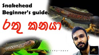 Asiatica Red Spotted Kalimaya Snakehead 🐍with beginner’s guide රතු පාට නයි පැටියා fishyaqua foryou [upl. by Yleek]