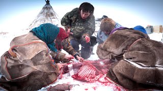 Reindeer Ritual  Raw meat shared by family of Nenet Herders [upl. by Yelwar]