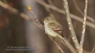 Least Flycatcher in Maine [upl. by Vilberg96]