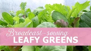 Broadcastsowing leafy greens [upl. by Iak134]