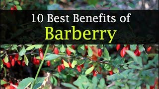 Barberry Benefits and Side Effects  Weight Loss Skin [upl. by Aurita285]