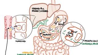 Understanding Vitamin B12 metabolism [upl. by Eryt389]