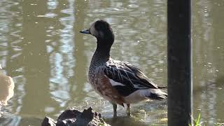 Chiloe Wigeon [upl. by Sperling]